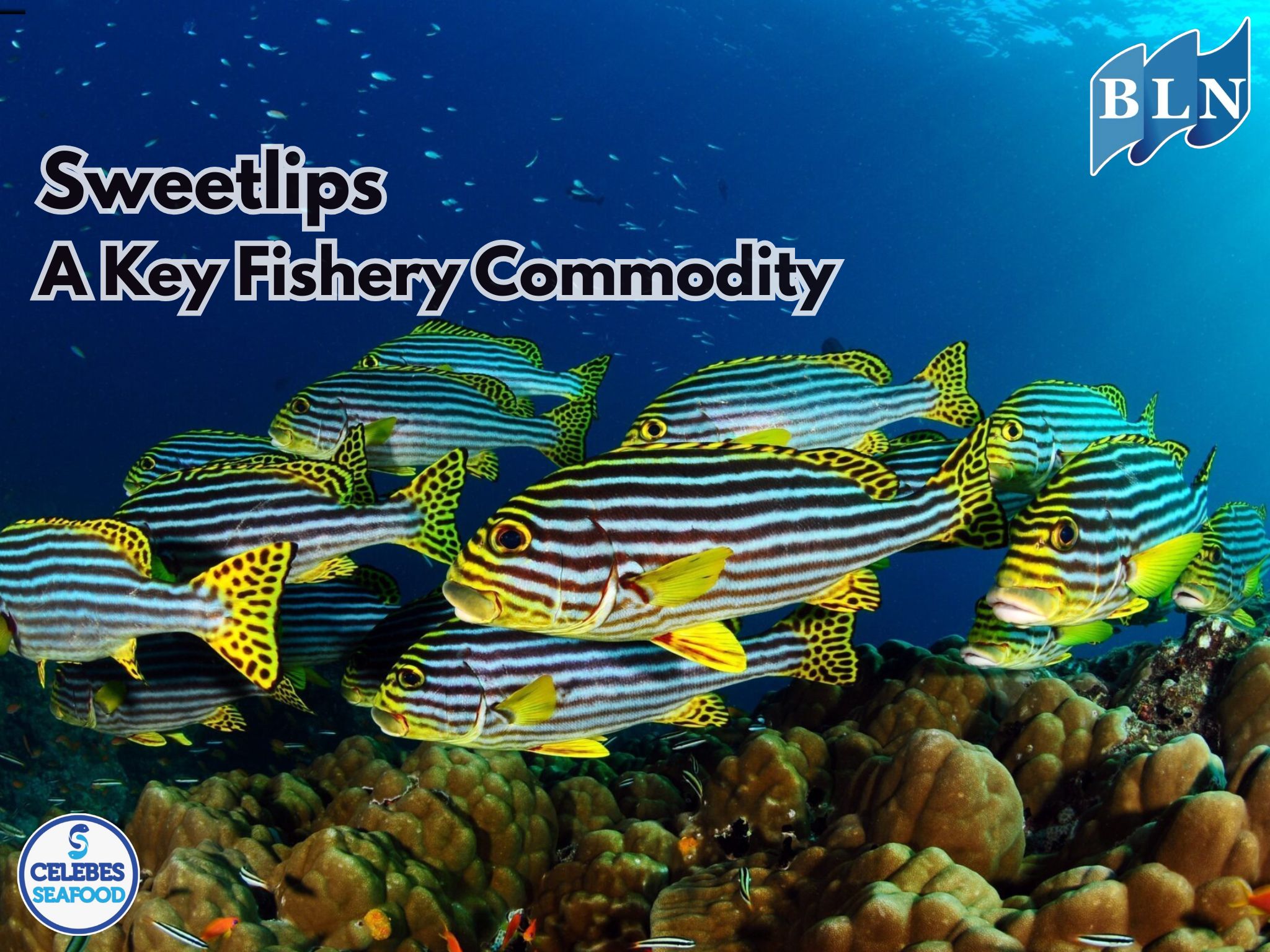 Sweetlips: A Key Fishery Commodity